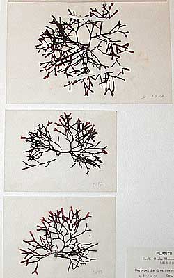 Seaweed specimens collected by Mr. Torao Yamamoto