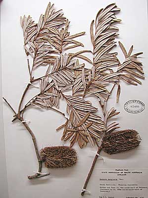 Plant specimens from Adelaide, Australia 