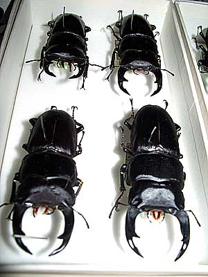 Beetle and butterfly collection by Mr. Genryo Nakata