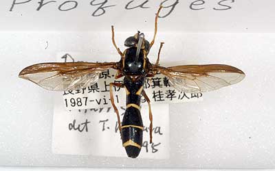 Teruo Kimura Diptera collection