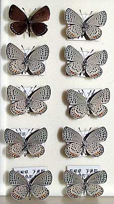 Butterfly collection by Mr. Yoshiaki Syouji
