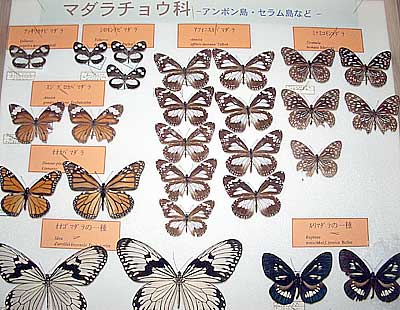 Butterfly collection by Mr. Shinichiro Katoh