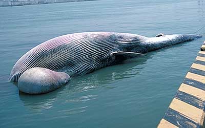 Skelton of whales stranded at Osaka Bay